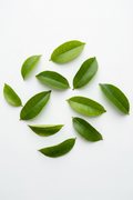 Soursop Leaves